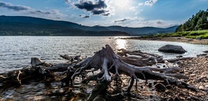 Schluchsee mit Wurzel Schluchsee mit Wurzel